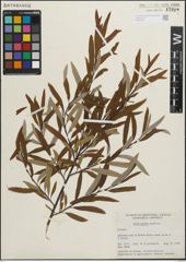 Foto von Salix pellita (Andersson) Bebb